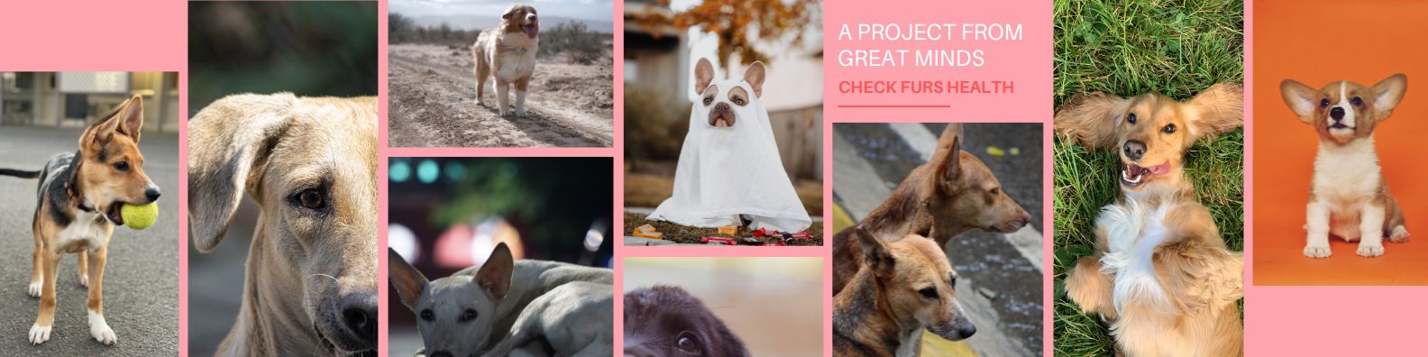 dogs-collage